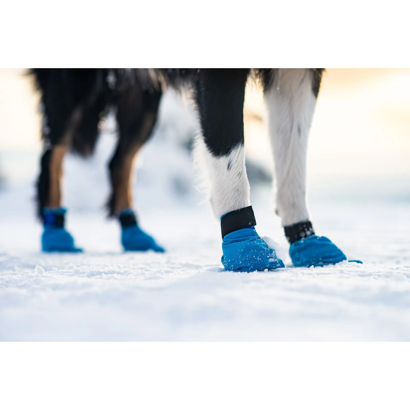 Non-stop Dogwear Long Distance Booties 4-pack (2021) Blue | Buy Non-stop Dogwear Long Distance Booties 4-pack (2021) Blue here | Outnorth